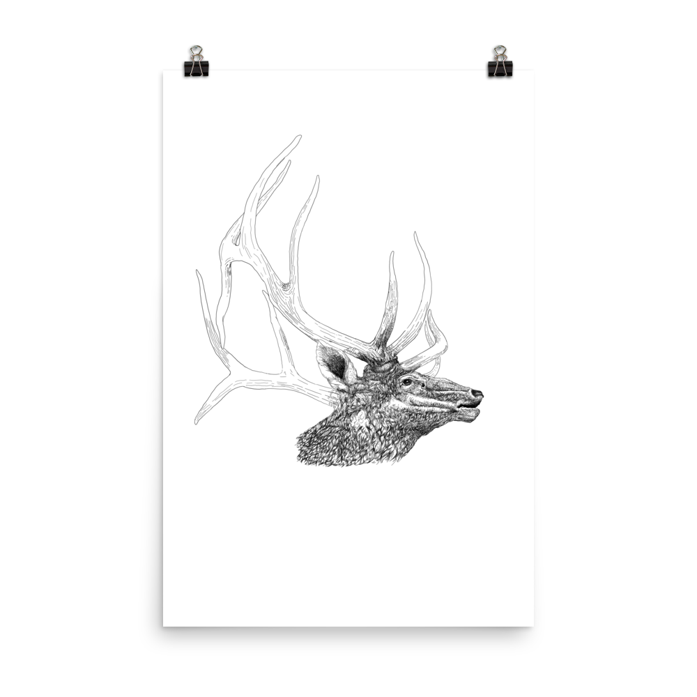 Bull Elk Pen Illustration 24×36 Poster