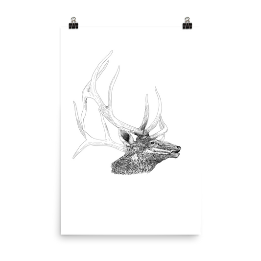 Bull Elk Pen Illustration 24×36 Poster